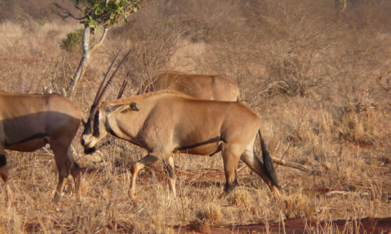 2 Days Safari National Park_3