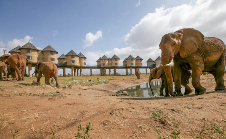 2 Days Tsavo East And Saltlick_1