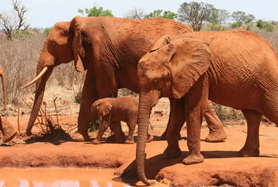 2 Tag, Tsavo Ost-Tsavo West