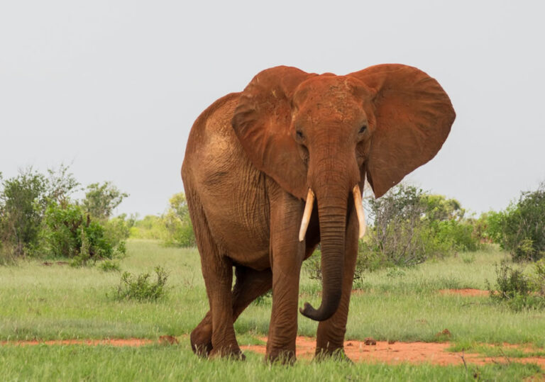 2 days safari tsavo east national park2