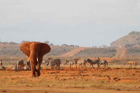 2 days_tsavo_east_west