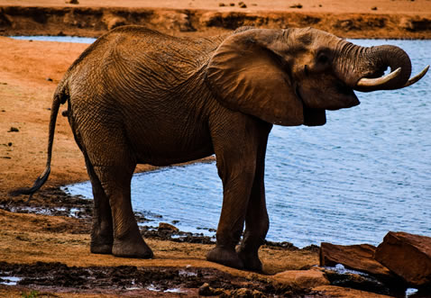 3 Days Tsavo East & West Safari Adventure