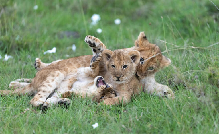 4 Days Maasai Mara and Lake Nakuru National Park