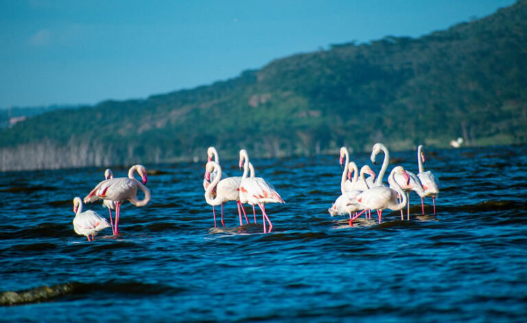 4 Days Maasai Mara and Lake Nakuru National Park1