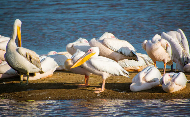 4 Days Maasai Mara and Lake Nakuru National Park2