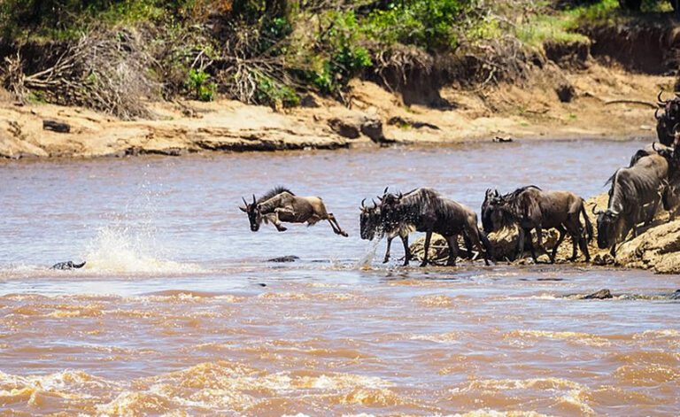 4 Days Masai Mara National Reserve