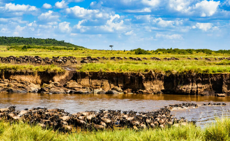 4 Days Masai Mara National Reserve1