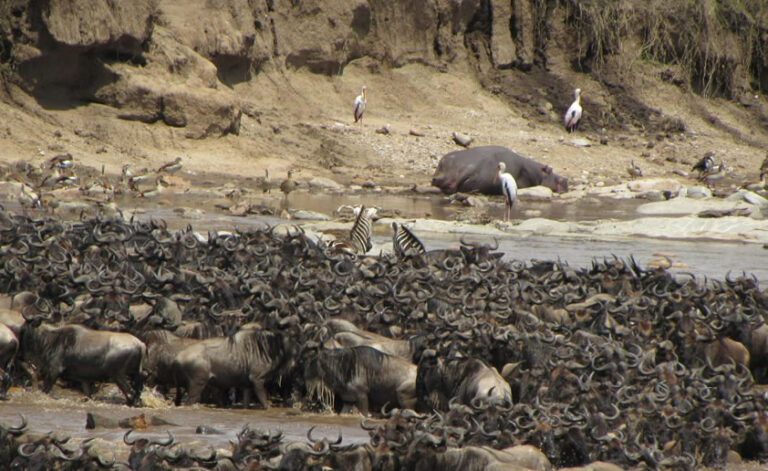 4 Days Masai Mara National Reserve2