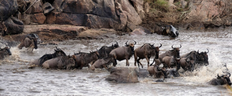 4 Days Masai Mara National Reserve2