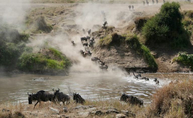 4 Days Masai Mara National Reserve3