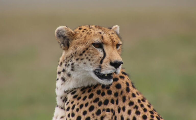 4 Days Masai Mara National Reserve4