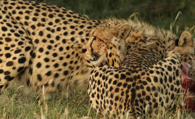 4 Days Masai Mara National Reserve5