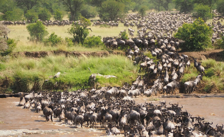 4 Days Masai Mara National Reserve6