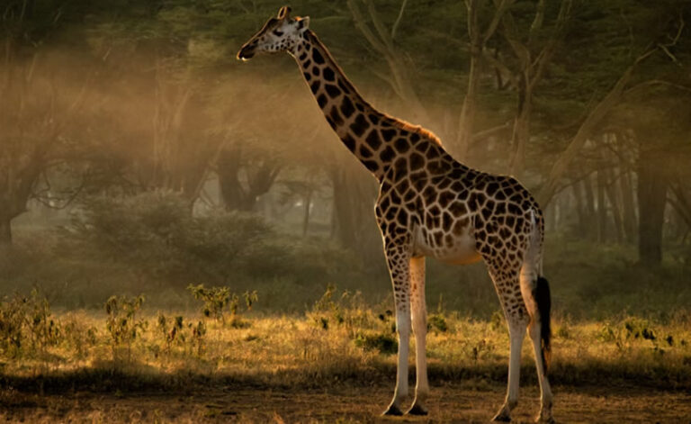 4 Days Samburu and Lake Nakuru National Park