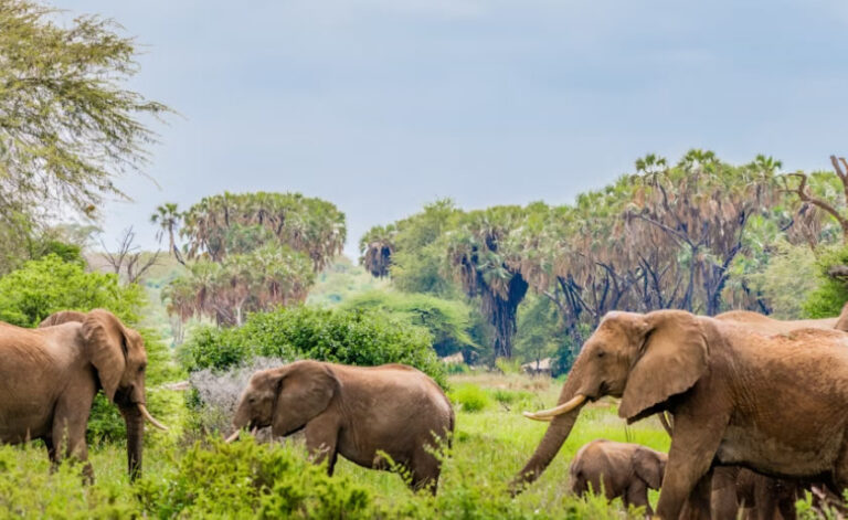 4 Days Samburu and Lake Nakuru National Park2