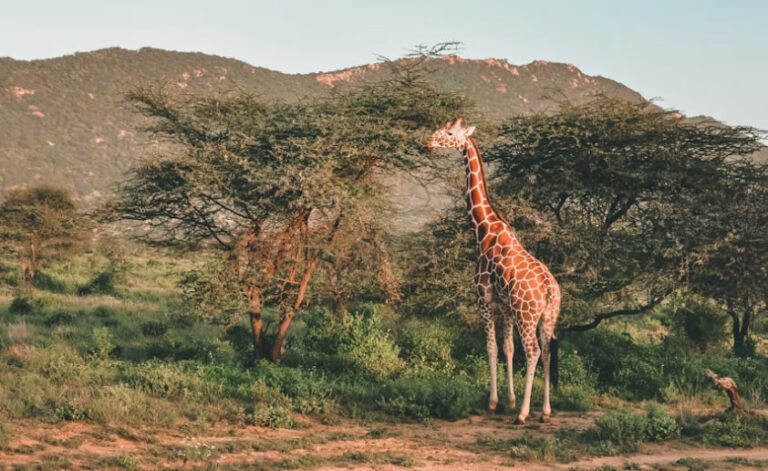 4 Days Samburu and Lake Nakuru National Park3