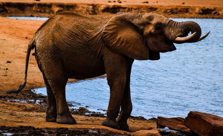 5 Days Amboseli, Tsavo West, Tsavo East National Park and Mombasa4