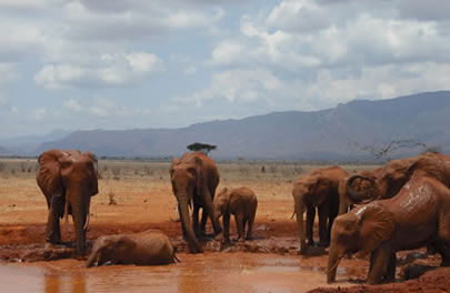 5 Days Amboseli,Tsavo West and Tsavo East