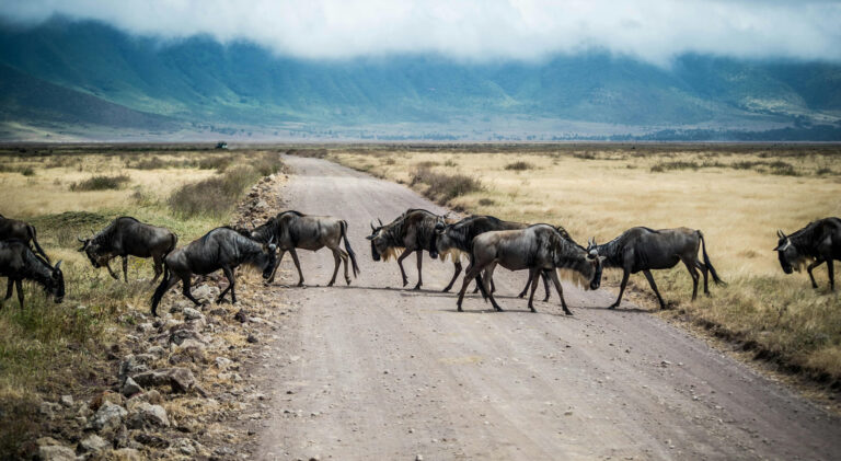 5 Days Masai Mara and Lake Nakuru National Park