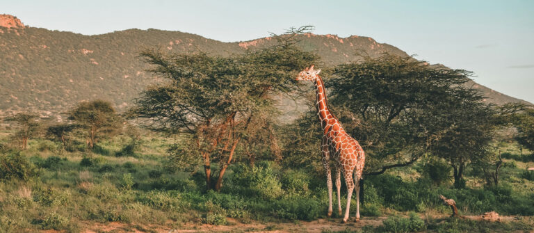 5 Days Samburu National Reserve Lake Nakuru National Park & Hell's Gate