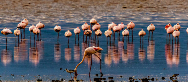 6 Days Aberdares, Lake Nakuru, Lake Naivasha, Masai Mara National Park