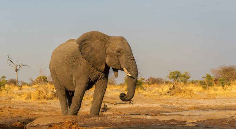 6 Days Lake Nakuru, Masai Mara and Amboseli National Park