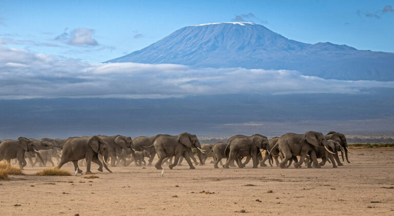 7 Days Amboseli, lake Naivasha and Masai Mara Nationl Park_1