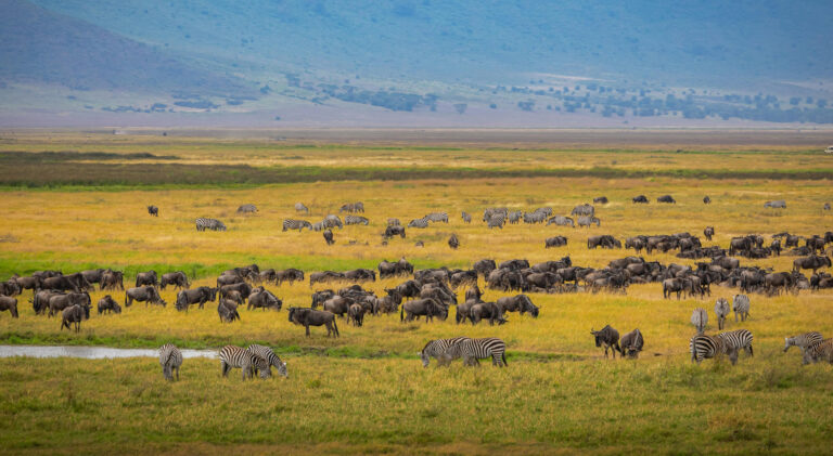 7 Days Wildebeest Migration