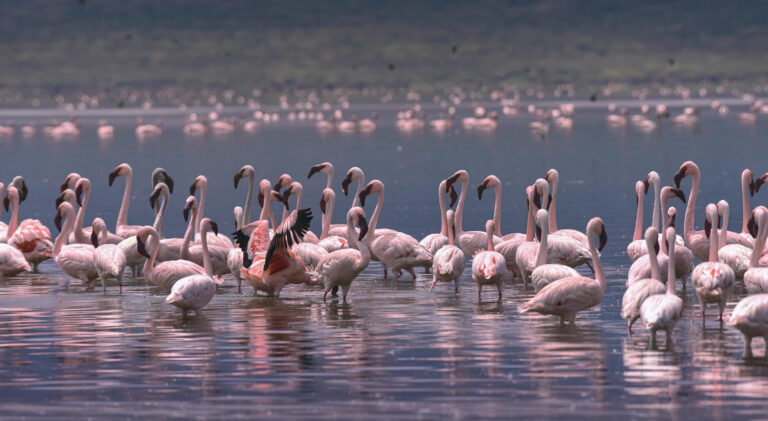 Lake Nakuru National Park