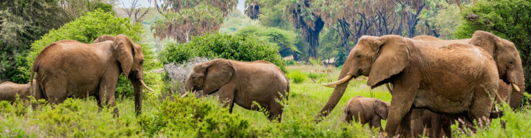 samburu national park-kenya